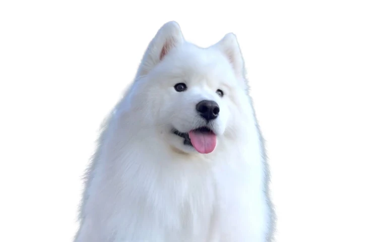 White dog before and after animal background removal overlay