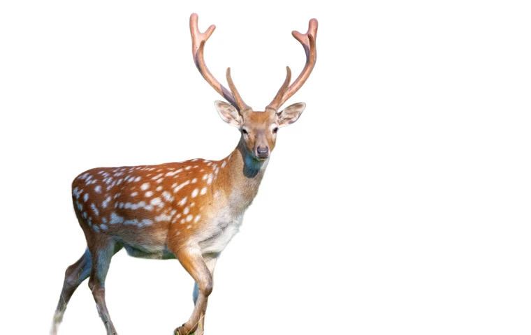 Deer before and after animal background removal overlay