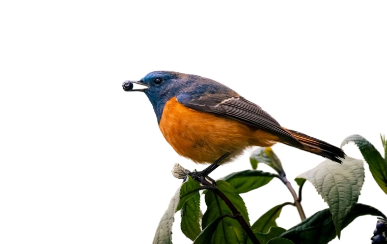 Bird before and after animal background removal overlay
