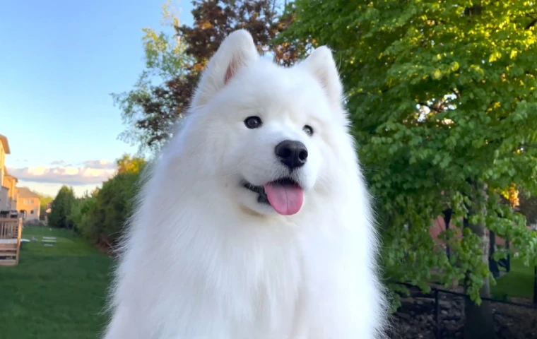 White dog before and after animal background removal