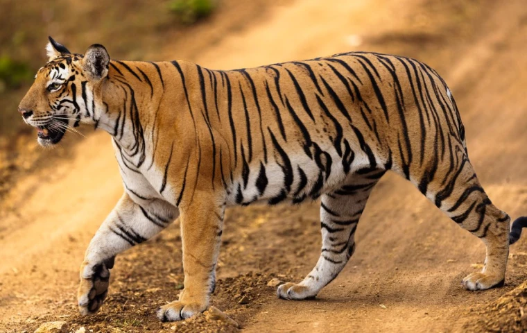 Tiger before and after animal background removal