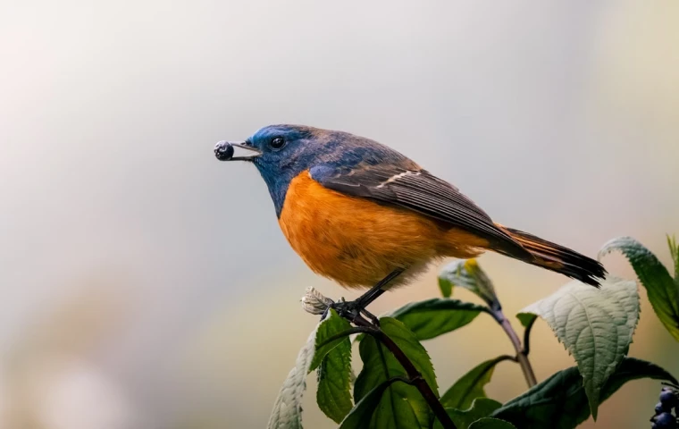 Bird before and after animal background removal